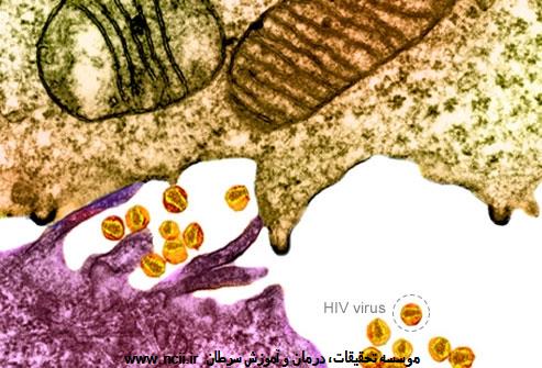 ویروس نقص ایمنی انسانی (HIV)